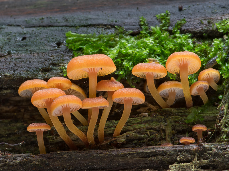 Xeromphalina campanella